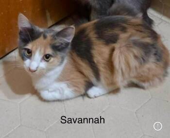 Savannah -  Dilute Calico Cat for Adoption in Wyandotte, Michigan - Savannah | PetCurious