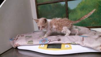 PEACH -  Domestic Short Hair Cat for Adoption in Houston, Texas - PEACH | PetCurious