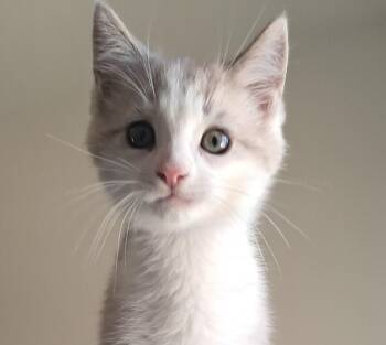 Lilac -  Domestic Short Hair Cat for Adoption in Villa Park, California - Lilac | PetCurious