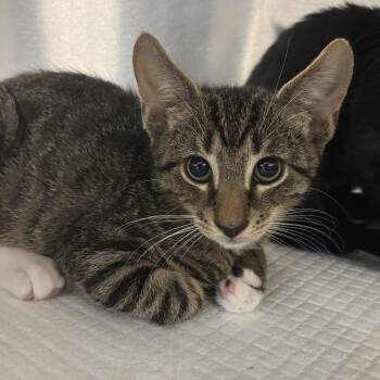 Thesaurus -  Domestic Short Hair Cat for Adoption in Wilmington, Delaware - Thesaurus | PetCurious