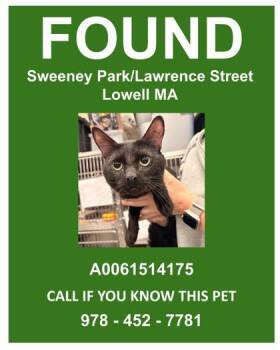 Friday -  Domestic Short Hair Cat for Adoption in Lowell, Massachusetts - Friday | PetCurious