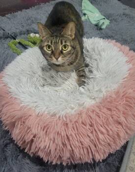 Rescue Domestic Short Hair Cats for Adoption - Phoenix | PetCurious