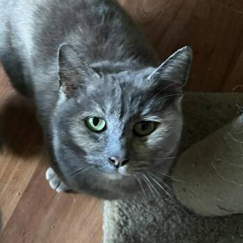 Tami -  Domestic Short Hair Cat for Adoption in Jurupa Valley, California - Tami | PetCurious