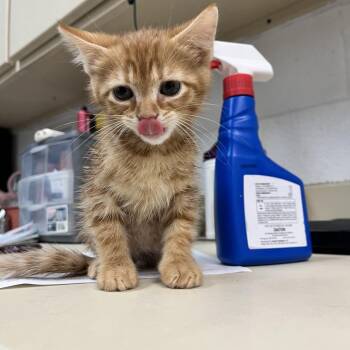 Mator -  Domestic Short Hair Cat for Adoption in Ardmore, Oklahoma - Mator | PetCurious