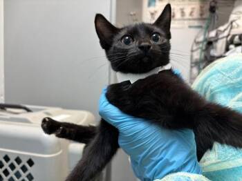 Discord -  Domestic Short Hair Cat for Adoption in New York, New York - Discord | PetCurious