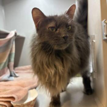 Piper -  Domestic Long Hair Cat for Adoption in Pittsburgh, Pennsylvania - Piper | PetCurious