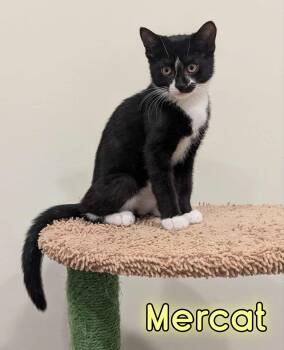 Rescue Domestic Short Hair Cats for Adoption in New Baltimore, Michigan - Mercat | PetCurious