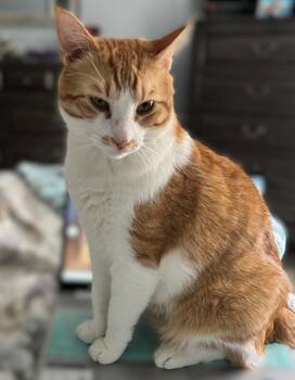 Domestic Short Hair Cats Available for Adoption in Wilmington, North Carolina - Gibbs | PetCurious