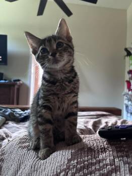 Comet -  Domestic Short Hair Cat for Adoption in Clayton, North Carolina - Comet | PetCurious