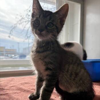 Domestic Short Hair Cats Available for Adoption - Blizzard | PetCurious