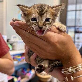Curl -  American Shorthair Cat for Adoption in Freeport, Florida - Curl | PetCurious