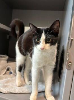 DOMINO -  Domestic Short Hair Cat for Adoption in Leesburg, Virginia - DOMINO | PetCurious