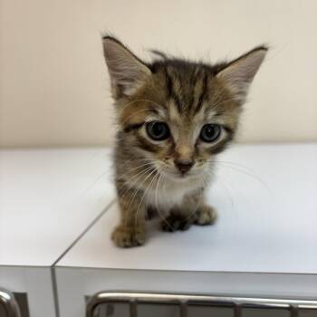 Figment -  Domestic Short Hair Cat for Adoption in Kanab, Utah - Figment | PetCurious
