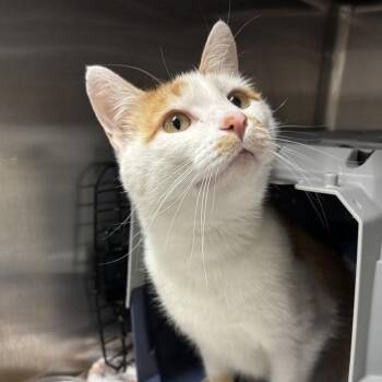 Ozias -  Domestic Short Hair Cat for Adoption in Salt Lake City, Utah - Ozias | PetCurious