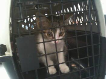 A1267715 -  Domestic Short Hair Cat for Adoption in Charlotte, North Carolina - A1267715 | PetCurious