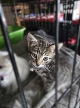 Domestic Short Hair Cats Available for Adoption in Pacifica, California - Taboo | PetCurious