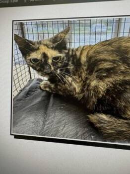 Brittlestar -  Domestic Short Hair Cat for Adoption in Daytona Beach, Florida - Brittlestar | PetCurious