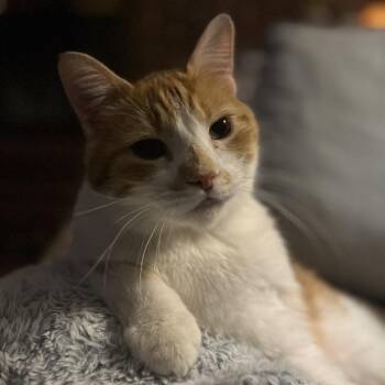 Domestic Short Hair Cats Available for Adoption - Carter | PetCurious