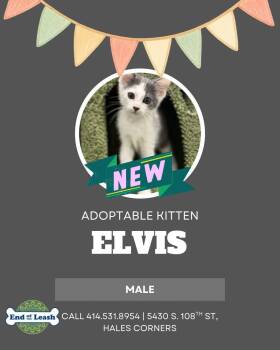 Domestic Short Hair Cats Available for Adoption in Muskego, Wisconsin - Elvis - Affectionate And Playful | PetCurious