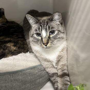 Blue -  Domestic Short Hair Cat for Adoption in Durango, Colorado - Blue | PetCurious