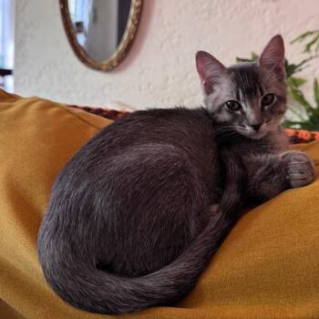 Adonis -  Domestic Short Hair Cat for Adoption in Los Angeles, California - Adonis | PetCurious