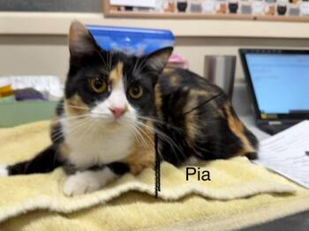 Domestic Short Hair Cats Available for Adoption - Pia | PetCurious