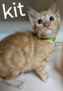 Kit -  Domestic Short Hair Cat for Adoption in Dyersburg, Tennessee - Kit | PetCurious