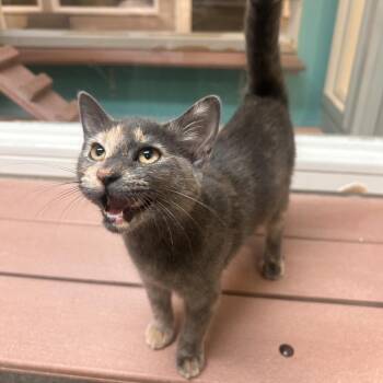 Serie -  Domestic Short Hair Cat for Adoption in Fresno, California - Serie | PetCurious