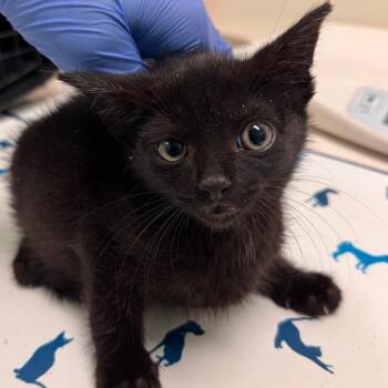 Krumm -  Domestic Short Hair Cat for Adoption in Lynchburg, Virginia - Krumm | PetCurious