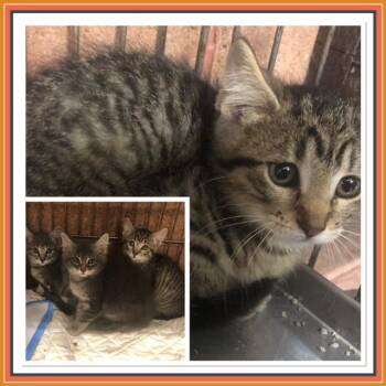 AZEEL -  Domestic Short Hair Cat for Adoption in Buckhannon, West Virginia - AZEEL | PetCurious