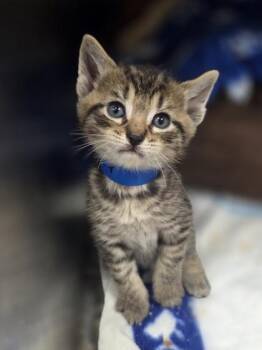 Toebean Maguire -  Domestic Short Hair Cat for Adoption in Westland, Michigan - Toebean Maguire | PetCurious