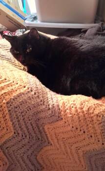 Coco - Declawed Beauty -  Burmese Cat for Adoption in East Amwell Township, New Jersey - Coco - Declawed Beauty | PetCurious