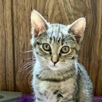 Dancing Queen -  Domestic Short Hair Cat for Adoption in Aldie, Virginia - Dancing Queen | PetCurious