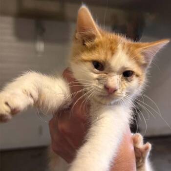 Colby Jack -  Domestic Short Hair Cat for Adoption in Spring Hill, Kansas - Colby Jack | PetCurious