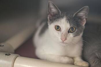 CAPELLINI -  Domestic Short Hair Cat for Adoption in Charlotte, North Carolina - CAPELLINI | PetCurious