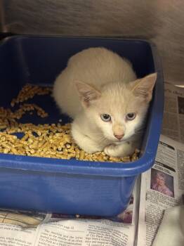Baron -  Siamese and American Bobtail Cat for Adoption in Sorrento, Louisiana - Baron | PetCurious