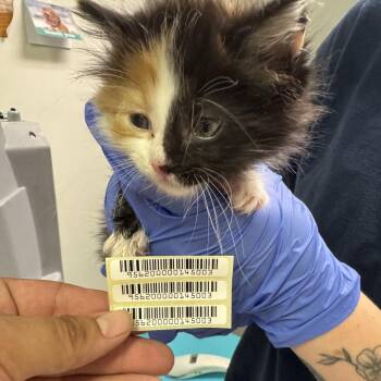 Domestic Long Hair Cats Available for Adoption in Charleston, West Virginia - Trixie Loo | PetCurious