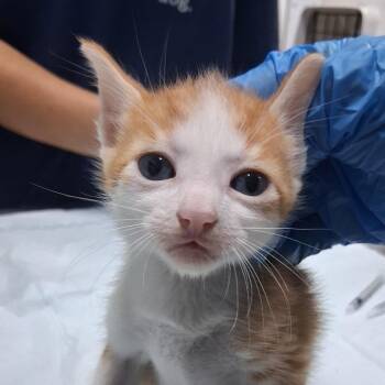 Gibby -  Domestic Short Hair Cat for Adoption in Summerville, South Carolina - Gibby | PetCurious