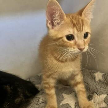 theodora -  Domestic Short Hair Cat for Adoption in Dayton, Ohio - Theodora | PetCurious