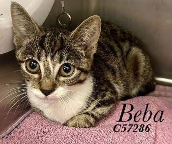 Beba -  Domestic Short Hair Cat for Adoption in Clarksville, Tennessee - Beba | PetCurious
