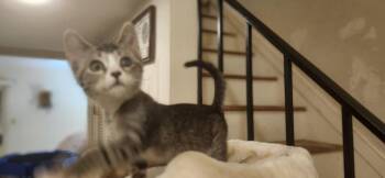 Smidgen -  Domestic Short Hair Cat for Adoption in Richmond, Virginia - Smidgen | PetCurious
