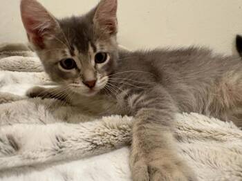 Claude -  Domestic Short Hair Cat for Adoption in Tucson, Arizona - Claude | PetCurious