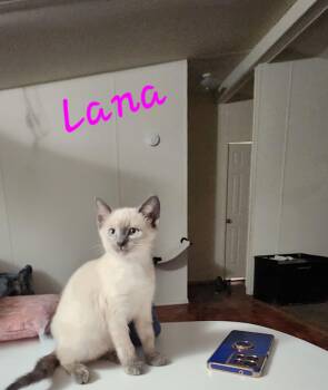 Lana -  Domestic Short Hair Cat for Adoption in Mount Pleasant, Texas - Lana | PetCurious