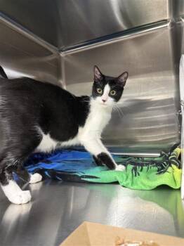 Domestic Short Hair Cats Available for Adoption in West Chester, Pennsylvania - Rocket | PetCurious