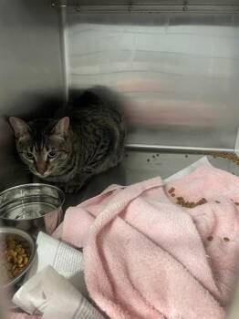MOCHA -  Domestic Short Hair Cat for Adoption in Tallahassee, Florida - MOCHA | PetCurious