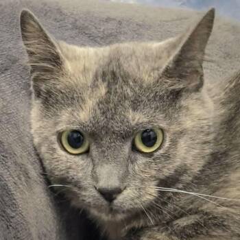 Stormy -  Dilute Tortoiseshell and Domestic Short Hair Cat for Adoption in Huntley, Illinois - Stormy | PetCurious