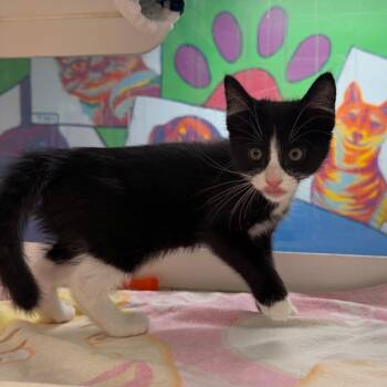 Two Tone -  Domestic Short Hair Cat for Adoption in Cheyenne, Wyoming - Two Tone | PetCurious