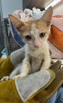 CUTTLEFISH -  Domestic Short Hair Cat for Adoption in Baytown, Texas - CUTTLEFISH | PetCurious