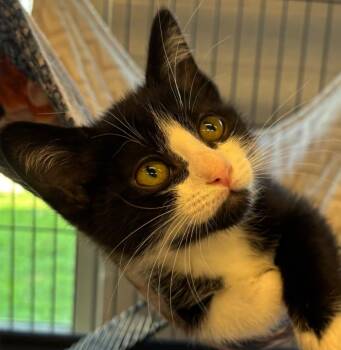 Scrappy -  Domestic Medium Hair Cat for Adoption in Elizabethton, Tennessee - Scrappy | PetCurious
