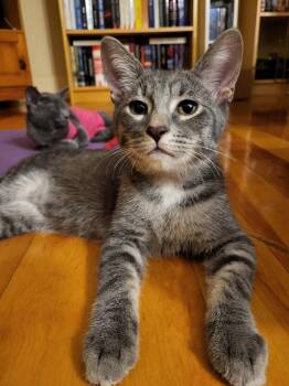 Smitty -  Domestic Short Hair Cat for Adoption in Montreal, Quebec - Smitty | PetCurious